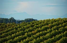 Vignobles dans le Gers